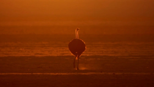 BBC: Большие птицы