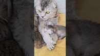 This is how a baby kitten fights for its mother's milk when he has a brother and sister