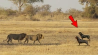 30 Minutes of Most Unbelievable Animals Moments, Caught on Camera!