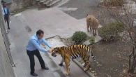 One in a Billion Animals Moments, Caught On Camera !