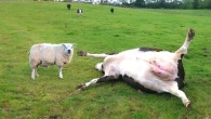 When Animals Go On A Rampage And Got Caught On Camera !