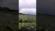 Рыбалка на поплавок в кувшинках