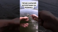 Тягаю карасей дуплетами на резинку