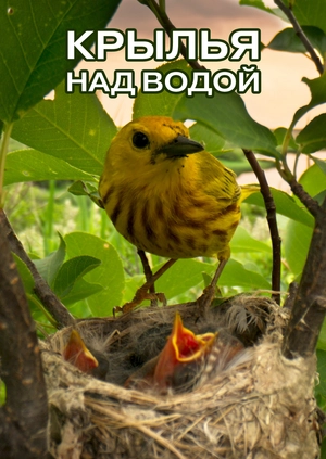 Крылья над водой