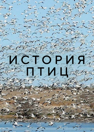 История птиц