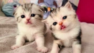 Как засыпают маленькие котята️ Милота️️️
