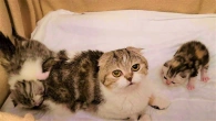 Забавно наблюдать как Кошка разговаривает со своими мяукающими котятами️