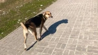 Дворовий пес всюди ходить за мною.