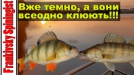 Вже темно, а він все одно клює! | Окунь та судак в серпні