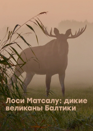Лоси Матсалу: дикие великаны Балтики