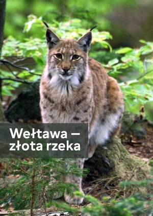 Wełtawa — złota rzeka