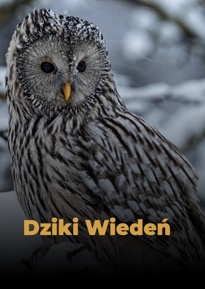 Dziki Wiedeń