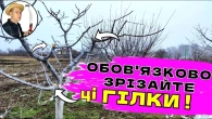 ЗРІЗАЙТЕ ЦЕ ! Як Обрізати Молодий Абрикос Для Захисту Від Моніліоза Та Великого Врожаю