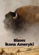 Bizon: ikona Ameryki — plakat