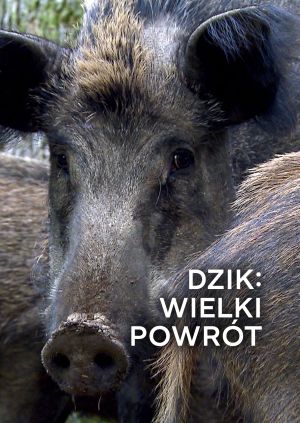 Dzik: wielki powrót — plakat