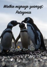 Wielkie migracje zwierząt: Patagonia — plakat