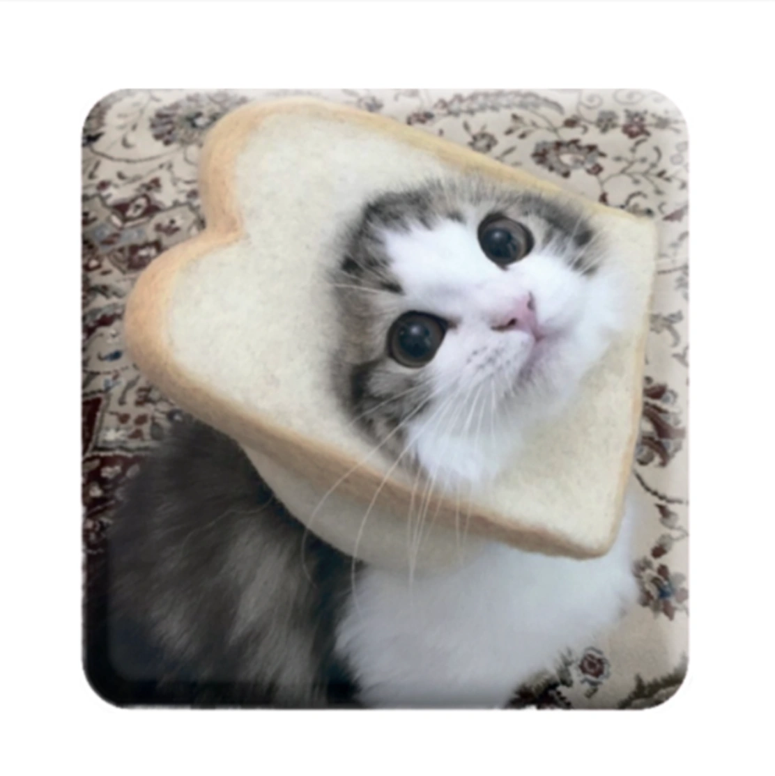 3D стікер «Мем смішний кіт»