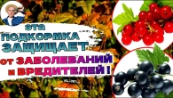 ЭТА НАТУРАЛЬНАЯ ПОДКОРМКА для смородины осенью УНИЧТОЖАЕТ вредителей