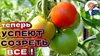 Почему ТОМАТЫ НЕ КРАСНЕЮТ - 7 причин и решений проблемы