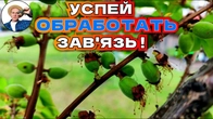 СОХРАНИТЕ свой урожай абрикосов от грибковых заболеваний!