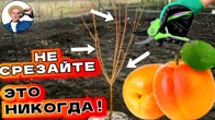 Обрезка Абрикоса на Второй Год: Пошаговое Руководство для Начинающих