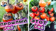 КАК НЕ ПЕРЕНЕСТИ ЗАБОЛЕВАНИЯ НА СЛЕДУЮЩИЙ ГОД! Что делать с заболевшими растениями осенью