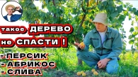 Оспа сливы: Угроза для вашего сада! Как спасти абрикосы и персики?
