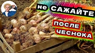 Что В ИЮЛЕ ПОСАДИТЬ на грядке после лука и чеснока, чтобы к осени получить урожай