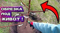 ПРОСТЫЕ ПРАВИЛА как обрезать саженец при посадке