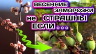 ВАС ШОКИРУЕТ как можно отложить цветение абрикоса и персика спасти от заморозков