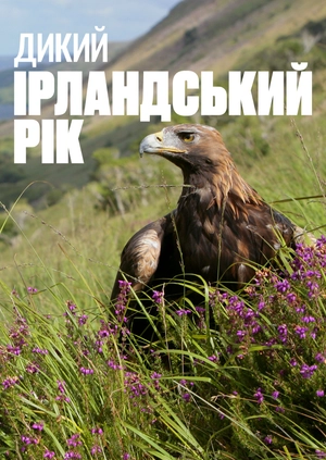 Дикий ірландський рік