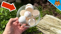 Spread Eggshells around your Plants and WATCH WHAT HAPPENS(Amazing)