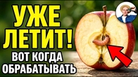 Плодожорка на яблоне: не пропусти момент обработки (большинство опаздывают)
