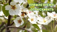 От червей обрабатываем СЕЙЧАС !!!