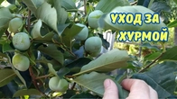 Агротехника для урожая. Хурма "Дар софиевки".