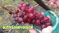 Новые сортоформы. Клубничный.