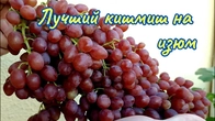 Какой кишмиш вибрать для сушки изюма.