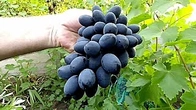 Как укрыть НЕПРАВИЛЬНО посаженый виноградный куст.