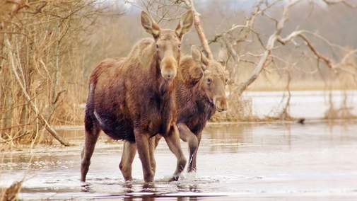 Matsalu Moose: Wild Giants of the Baltics