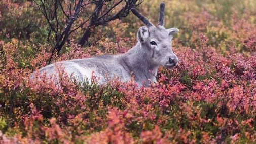 A Reindeer's Journey