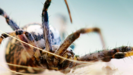 The Wild Connection UHD HDR
