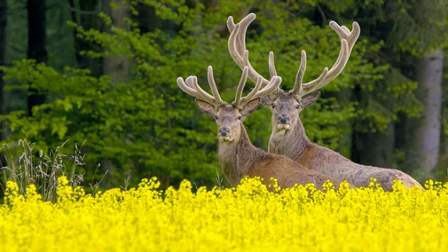 Germany’s Wild North