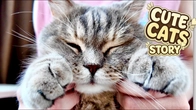 Cute Cat's MEOWday STORY! Play Fun with REAL Kitten's - Kuma & Yuki #26