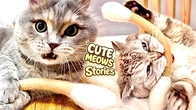 Cute Cat's MEOW Stories  GIANT COTTON SWAB VS CAT PAWS | Fluppy episode 22
