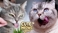 Cute Cat's MEOW Stories Play Fun with REAL Kitten's Fun Fluffy CatVLOGS #17