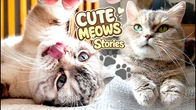 Cute Cat's Stories of MEOW DAY #10 Play Fun time with REAL Kitten's | Purr-purr video