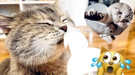 Cute Cat's Adventures Play Fun with REAL Kitten's Fluffy pants brothers stories #6