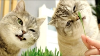 Cute Cat's MEOW Stories Play Fun with real Kitten  Two brothers are eating cat grass