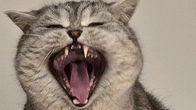 Dad cat and mom cat raise kittens differently