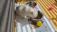 Kittens are learning to eat dry food and use the adult toilet